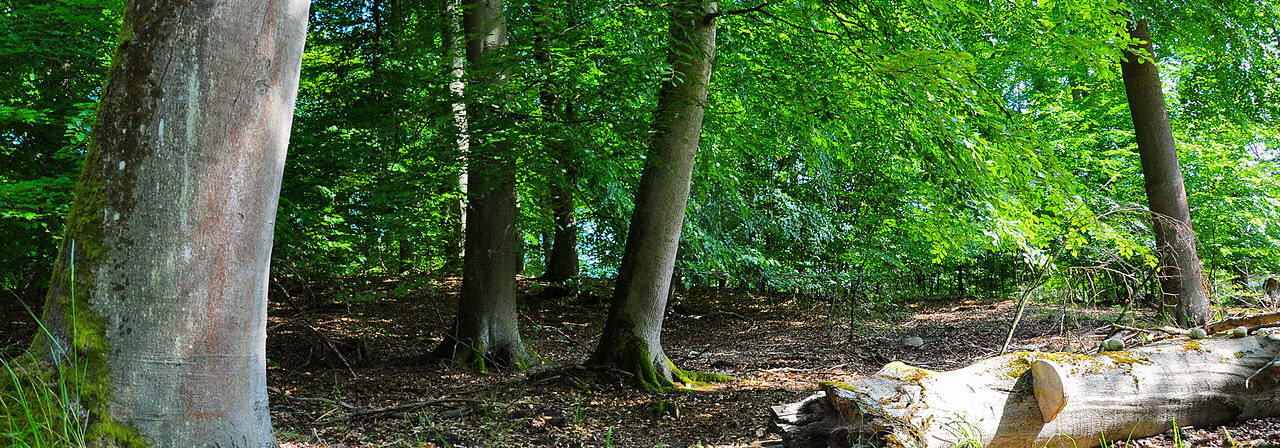 Wald und Holz - das grüne Gold Wald und Holz - das grüne Gold